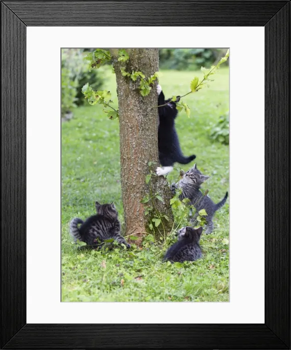 Framed Print : Cat - four kittens playing around tree trunk - Lower Saxony - Germany Framed Print : Cat - four kittens playing around tree trunk - Lower Saxony - Germany