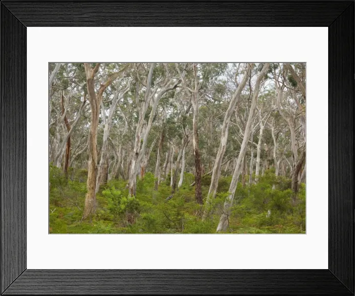 Framed Print : Eucalypt Forest - view into a lightly wooded coastal eucalypt forest with Manna Gum trees, the habitat of the Koala. Manna Gums are one of their favourite feeding trees - Cape Otway, Victoria, Australia Framed Print : Eucalypt Forest - view into a lightly wooded coastal eucalypt forest with Manna Gum trees, the habitat of the Koala. Manna Gums are one of their favourite feeding trees - Cape Otway, Victoria, Australia