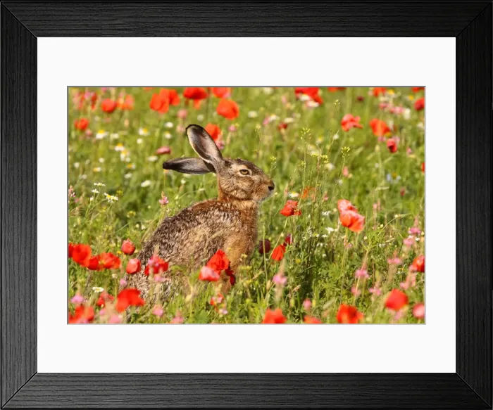 Framed Print : European / Brown Hare - in poppy field Framed Print : European / Brown Hare - in poppy field
