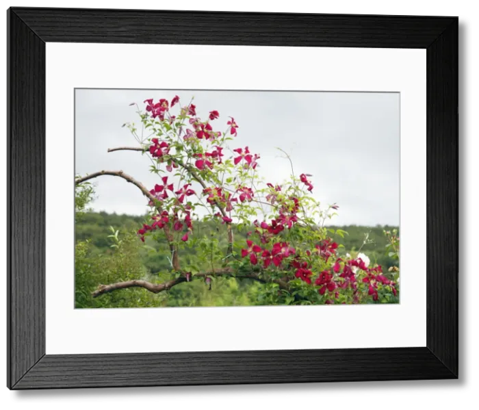 Framed Print : Clematis - Ville de Lyon growing in garden, Lower Saxony, Germany Framed Print : Clematis - Ville de Lyon growing in garden, Lower Saxony, Germany
