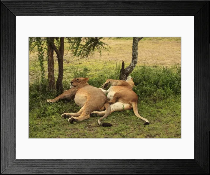 Framed Print : African Lion - lionesses laying down resting - Ngorongoro Crater Reserve - Serengeti - Tanzania Framed Print : African Lion - lionesses laying down resting - Ngorongoro Crater Reserve - Serengeti - Tanzania