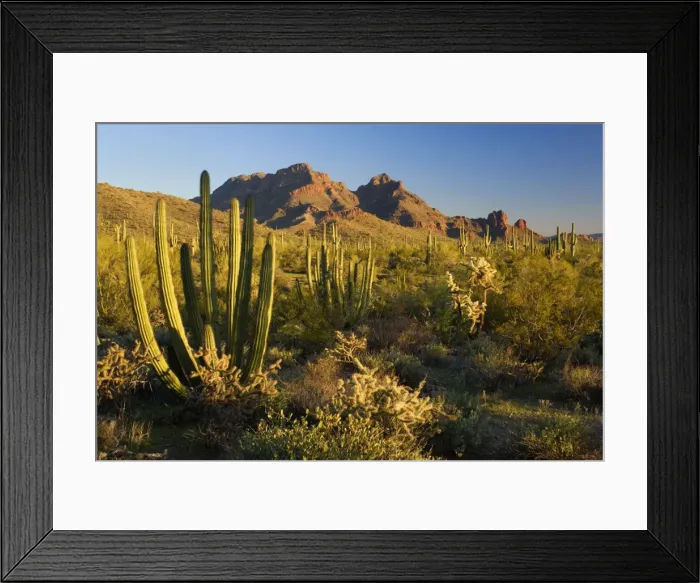Framed Print : Sonora Desert - sonoran desert plant community including Jumping Chollas, Saguaro Cacti (Carnegiea gigantea), Organ Pipe Cacti (stenocereus thurberi), Ocotillos (fouquieria splendens) Framed Print : Sonora Desert - sonoran desert plant community including Jumping Chollas, Saguaro Cacti (Carnegiea gigantea), Organ Pipe Cacti (stenocereus thurberi), Ocotillos (fouquieria splendens)