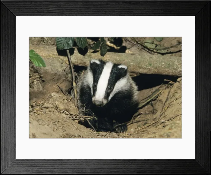 Framed Print : Badger. USH-5265. Badger. Duncan Usher. Framed Print : Badger. USH-5265. Badger. Duncan Usher.