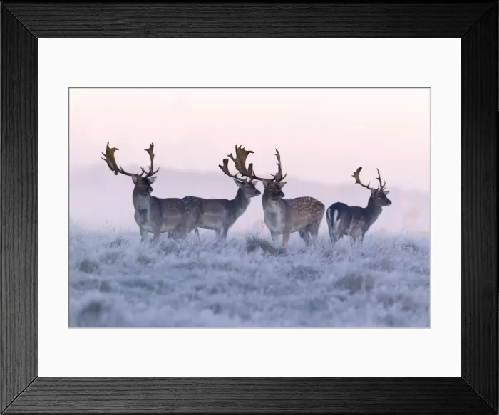 Framed Print : Fallow Deer - buck - four standing alert on frost covered meadow - at dawn - during the rut - Seeland - Denmark Framed Print : Fallow Deer - buck - four standing alert on frost covered meadow - at dawn - during the rut - Seeland - Denmark