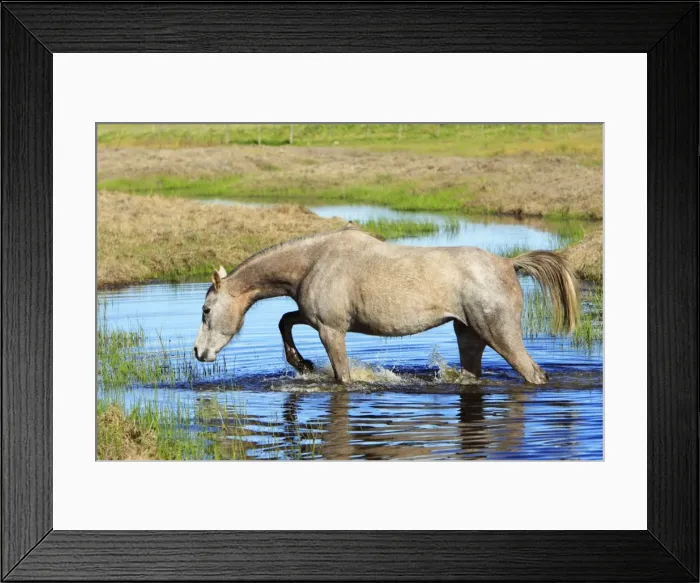 Framed Print : Arabic Horse - walking through stream, Alentejo, Portugal Framed Print : Arabic Horse - walking through stream, Alentejo, Portugal