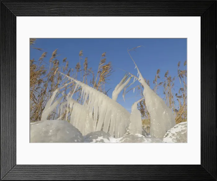 Framed Print : Ice structures on reed Framed Print : Ice structures on reed