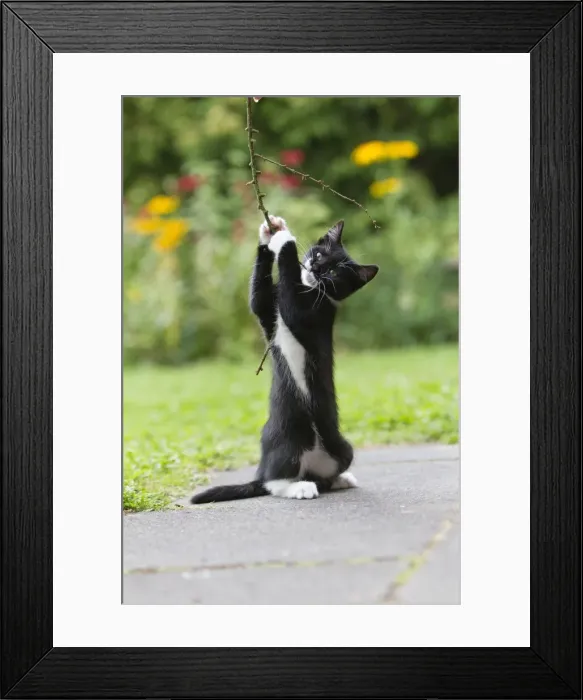 Framed Print : Cat - kitten playing with twig in garden - Lower Saxony - Germany Framed Print : Cat - kitten playing with twig in garden - Lower Saxony - Germany