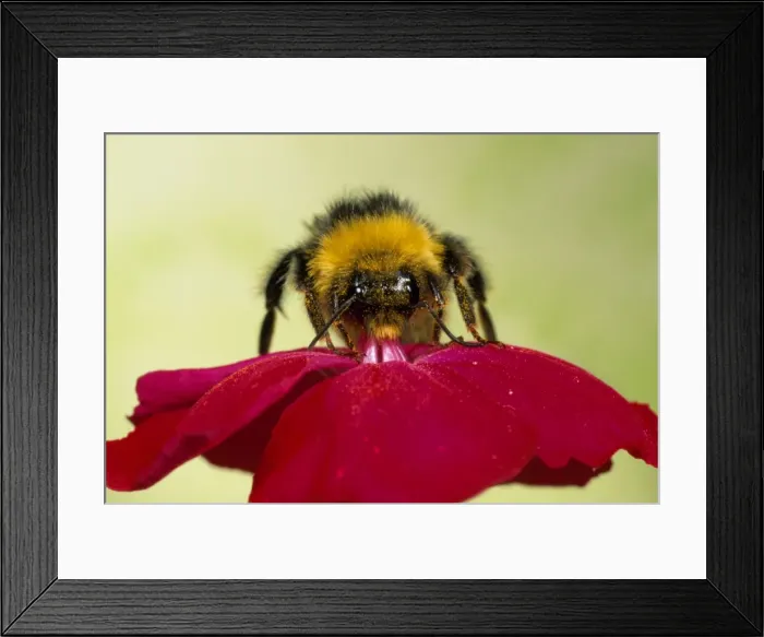 Framed Print : Common Bumblebee - collecting pollen - UK