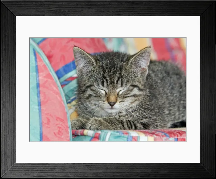 Framed Print : Cat - kitten asleep on sofa - Lower Saxony - Germany Framed Print : Cat - kitten asleep on sofa - Lower Saxony - Germany