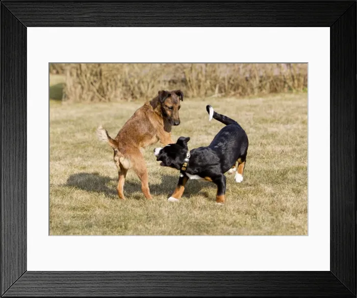 Framed Print : Dog - Appenzeller puppy with Westfalen Terrier - playing in garden - Lower Saxony - Germany Framed Print : Dog - Appenzeller puppy with Westfalen Terrier - playing in garden - Lower Saxony - Germany