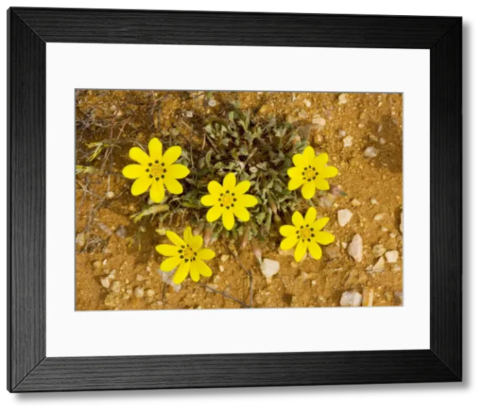 Framed Print : Gazania lichtensteinii, South Africa Framed Print : Gazania lichtensteinii, South Africa