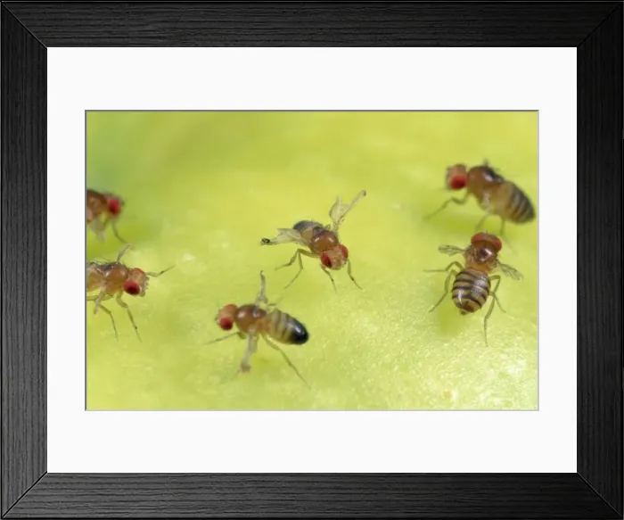 Framed Print : Fruit Fly strains - red eyes - vestigial wings Framed Print : Fruit Fly strains - red eyes - vestigial wings