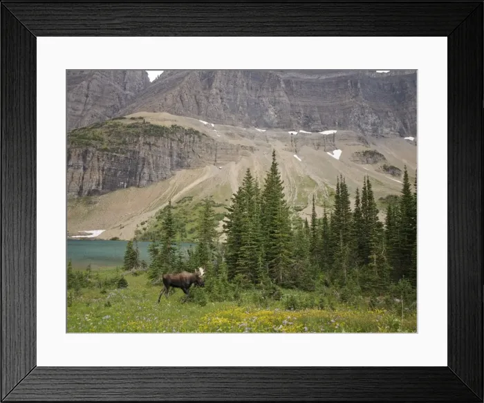 Framed Print : Moose - male - Glacier National Park - Canada Framed Print : Moose - male - Glacier National Park - Canada