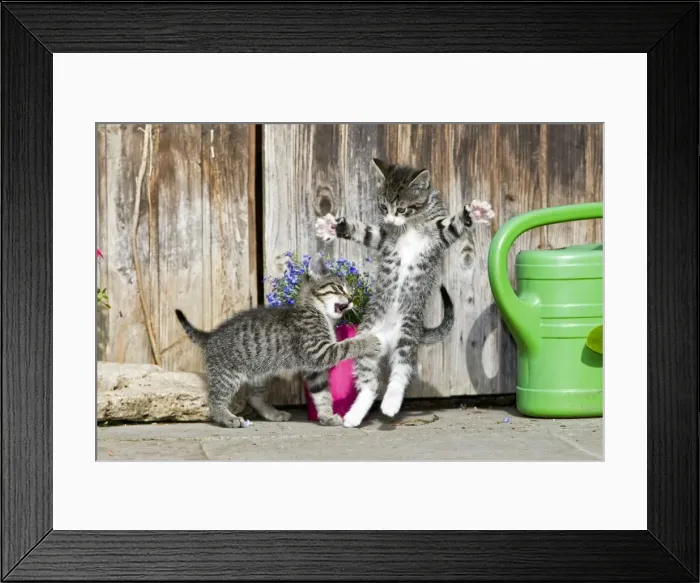 Framed Print : Cat - two kittens play-fighting in front of garden shed - Lower Saxony - Germany Framed Print : Cat - two kittens play-fighting in front of garden shed - Lower Saxony - Germany
