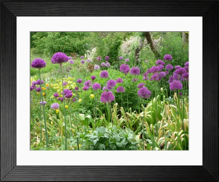 Framed Print : Alliums - in garden Herbaceous border Framed Print : Alliums - in garden Herbaceous border