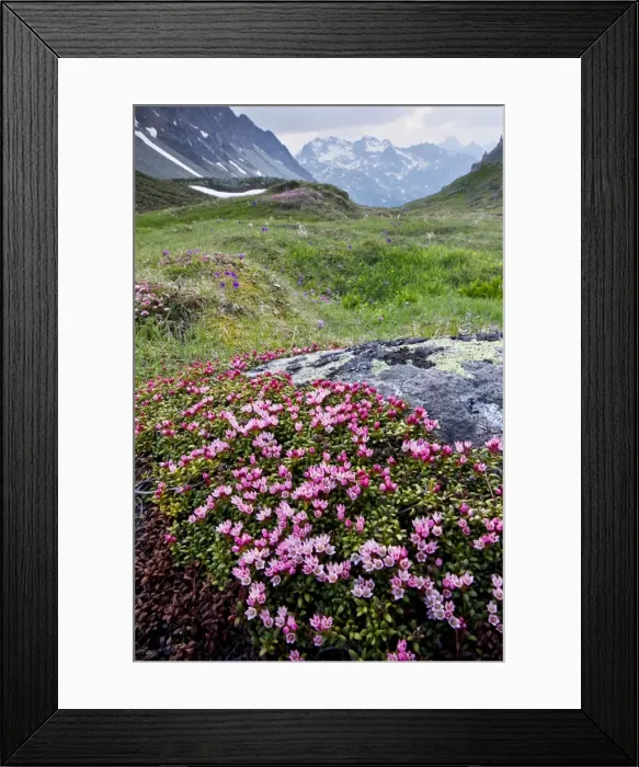 Framed Print : Creeping Azalea / Trailing Azalea - in very flowery mats, on the Albula Pass, Switzerland Framed Print : Creeping Azalea / Trailing Azalea - in very flowery mats, on the Albula Pass, Switzerland