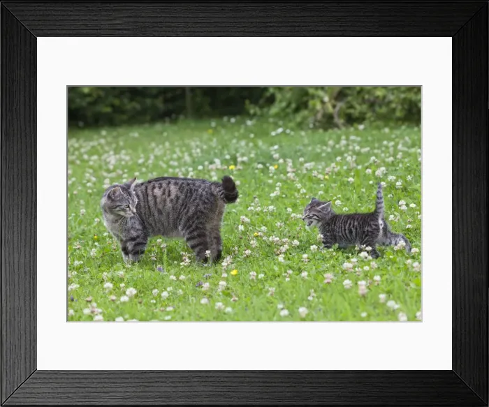 Framed Print : Cat - mother with kitten in garden - Lower Saxony - Germany Framed Print : Cat - mother with kitten in garden - Lower Saxony - Germany