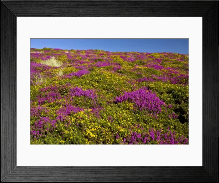Framed Print : Heather - in full flower - Exmoor moorland in late summer - with Western Gorse and Bell above Countisbury - Devon Framed Print : Heather - in full flower - Exmoor moorland in late summer - with Western Gorse and Bell above Countisbury - Devon