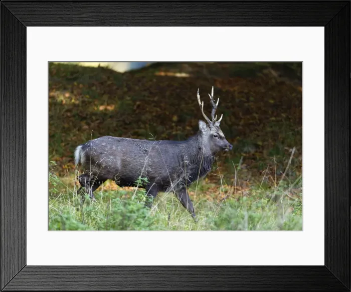Framed Print : Sika Deer - stag - during the rut - Seeland - Denmark Framed Print : Sika Deer - stag - during the rut - Seeland - Denmark