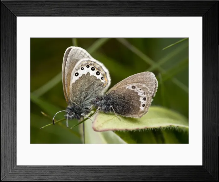 Framed Print : Alpine Heath butterfly - mating pair - in Swiss Alps Framed Print : Alpine Heath butterfly - mating pair - in Swiss Alps