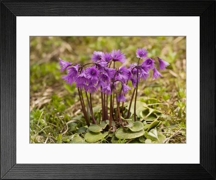 Framed Print : Common  /  Alpine Snowbell - Dolomites, Italy
