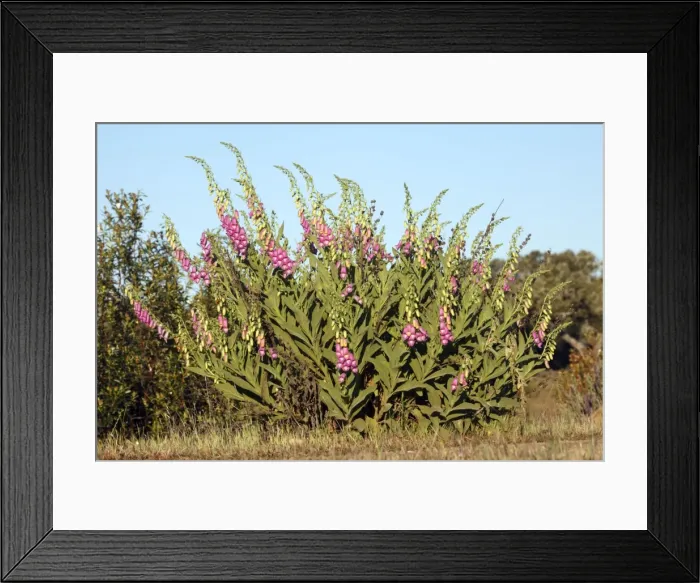 Framed Print : Foxglove - plant flowering in Holm Oak scrub, Alentejo region, Portugal Framed Print : Foxglove - plant flowering in Holm Oak scrub, Alentejo region, Portugal