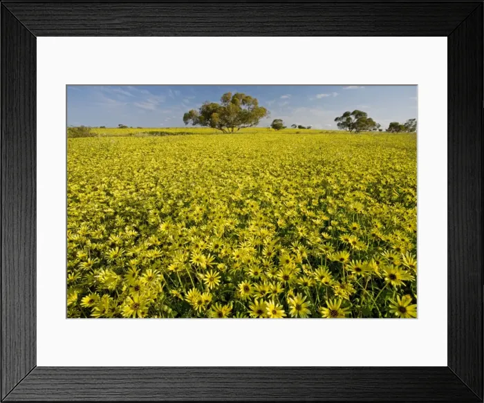 Framed Print : Arable field dominated by a non-native yellow daisy - near Mingenew, south-west Australia Framed Print : Arable field dominated by a non-native yellow daisy - near Mingenew, south-west Australia