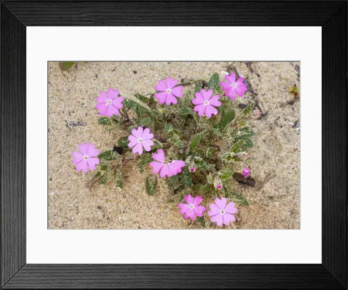 Framed Print : Shore / Beach Campion - on dunes, Algarve, Portugal Framed Print : Shore / Beach Campion - on dunes, Algarve, Portugal