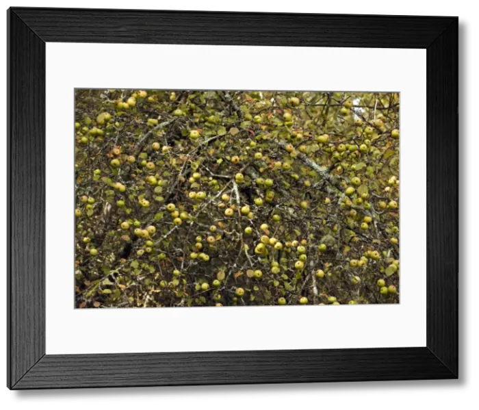 Framed Print : Wild Crab Apples - in masses on tree - New Forest in autyumn - Hampshire Framed Print : Wild Crab Apples - in masses on tree - New Forest in autyumn - Hampshire