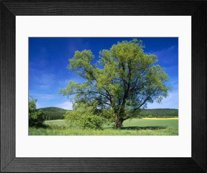 Framed Print : Crack Willow Tree Framed Print : Crack Willow Tree