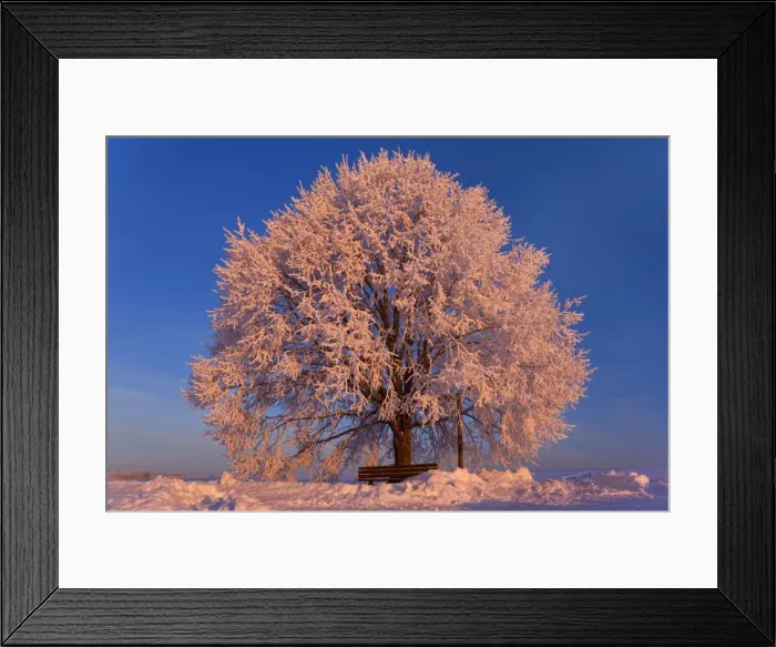 Framed Print : Frosty winter scenery - snow-covered landscape with a thickly frost covered tree and romantic bench at sunrise - Swabian Alb - Baden-Wuerttemberg - Germany Framed Print : Frosty winter scenery - snow-covered landscape with a thickly frost covered tree and romantic bench at sunrise - Swabian Alb - Baden-Wuerttemberg - Germany