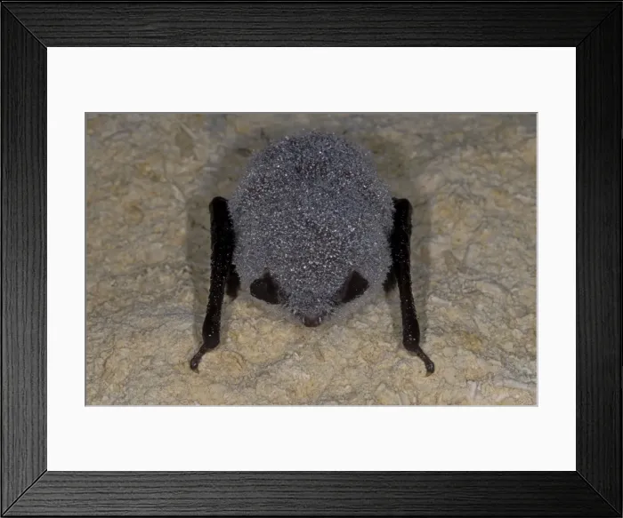 Framed Print : Daubenton's Bat - with dew - hibernation at cave - The Ardennes - Belgium Framed Print : Daubenton's Bat - with dew - hibernation at cave - The Ardennes - Belgium