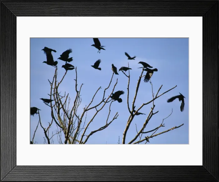 Framed Print : Carrion Crows and Rooks - Catfoss - East Yorkshire Framed Print : Carrion Crows and Rooks - Catfoss - East Yorkshire