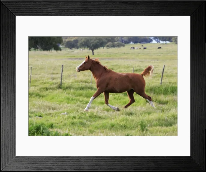 Framed Print : Arabic Horse - mare trotting on meadow, Alentejo, Portugal Framed Print : Arabic Horse - mare trotting on meadow, Alentejo, Portugal