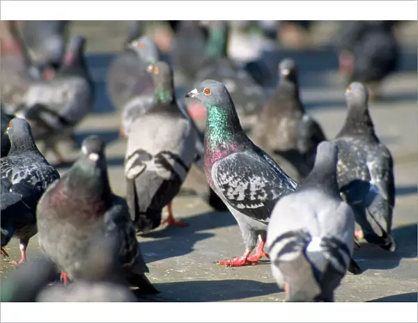 Urban Pigeons - in Trafalgar Sqaure - London - UK