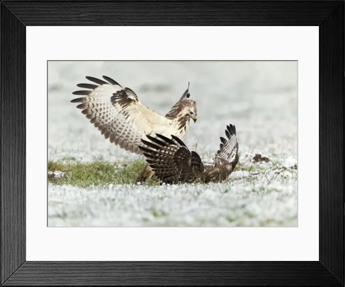 Framed Print : Common Buzzard - two fighting over food in winter - Lower Saxony - Germany