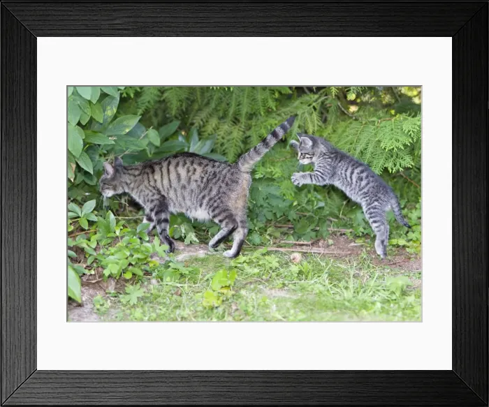 Framed Print : Cat - kitten jumping after mother - in garden - Lower Saxony - Germany Framed Print : Cat - kitten jumping after mother - in garden - Lower Saxony - Germany