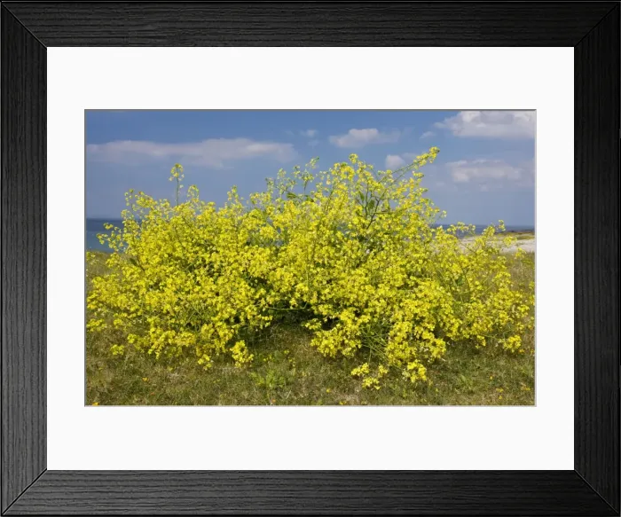 Framed Print : Sea Radish in flower on coastal dunes, Inisheer the Burren, western Eire Framed Print : Sea Radish in flower on coastal dunes, Inisheer the Burren, western Eire