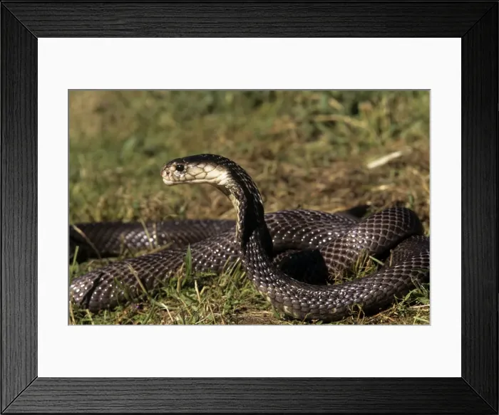 Framed Print : Asiatic  /  Indian Cobra