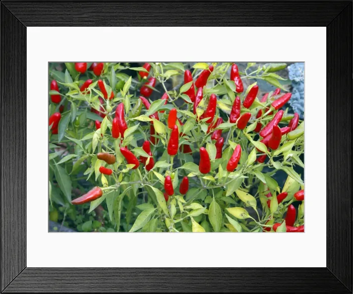 Framed Print : Red pimento / pepper Framed Print : Red pimento / pepper