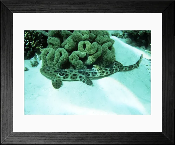 Framed Print : Epaulette Shark - Great Barrier Reef Framed Print : Epaulette Shark - Great Barrier Reef