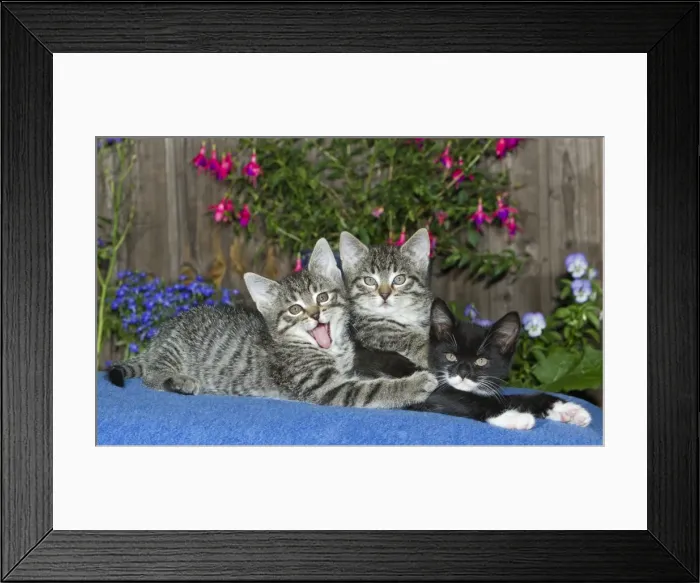Framed Print : Cat - three kittens together on blanket - oudoors - Lower Saxony - Germany Framed Print : Cat - three kittens together on blanket - oudoors - Lower Saxony - Germany