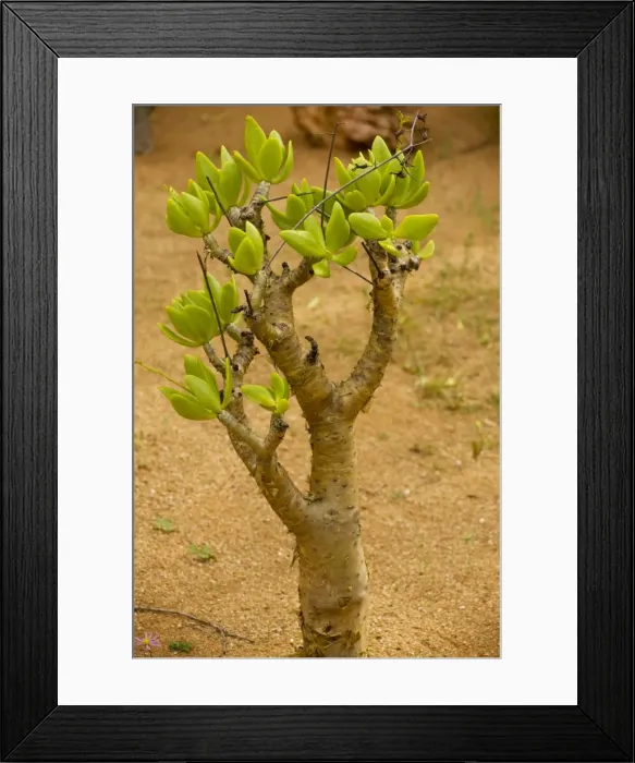 Framed Print : Botterboom Tree -Namaqua desert - South Africa Framed Print : Botterboom Tree -Namaqua desert - South Africa