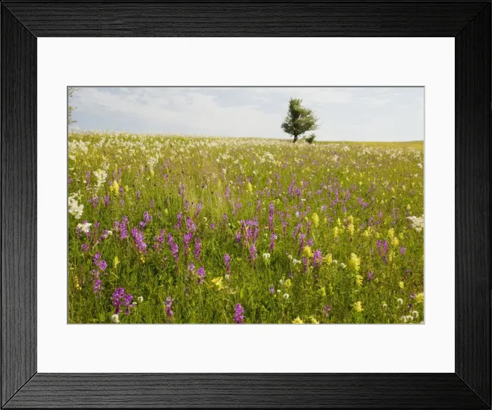 Framed Print : Intensely flowery extensive grasslands around the Saxon village of Viscri, Transylvanian Romania Framed Print : Intensely flowery extensive grasslands around the Saxon village of Viscri, Transylvanian Romania