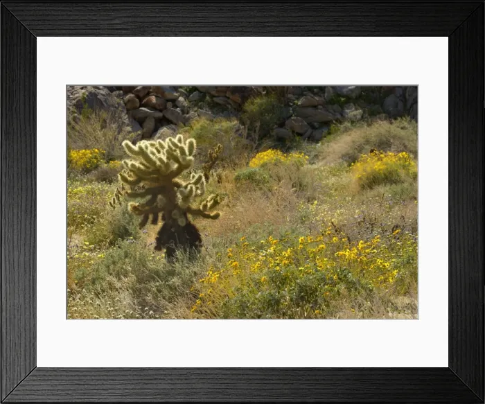 Framed Print : Brittlebush, Desert Dandelions (Malacothrix glabrata) and Teddy Bear Cholla (Cylindropuntia bigelovii / Opuntia bigelovii) - Anza Borrego Desert State Park, California, USA Framed Print : Brittlebush, Desert Dandelions (Malacothrix glabrata) and Teddy Bear Cholla (Cylindropuntia bigelovii / Opuntia bigelovii) - Anza Borrego Desert State Park, California, USA