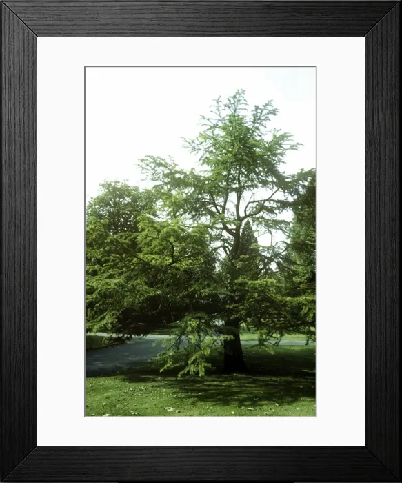 Framed Print : Golden Larch Framed Print : Golden Larch