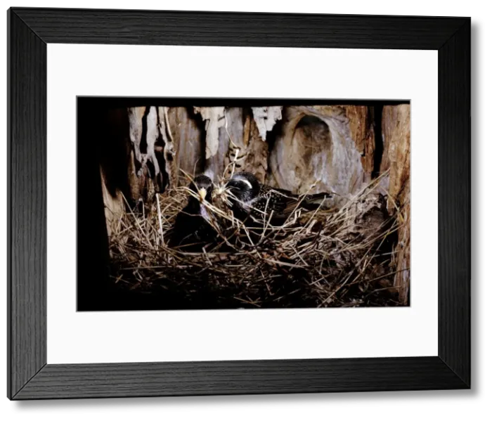Framed Print : Starlings - nest building, preparation of a new nest together Framed Print : Starlings - nest building, preparation of a new nest together