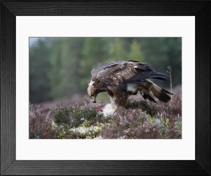 Framed Print : Golden Eagle - feeding on hare. Scottish Moor - Aviemore - Scotland Framed Print : Golden Eagle - feeding on hare. Scottish Moor - Aviemore - Scotland