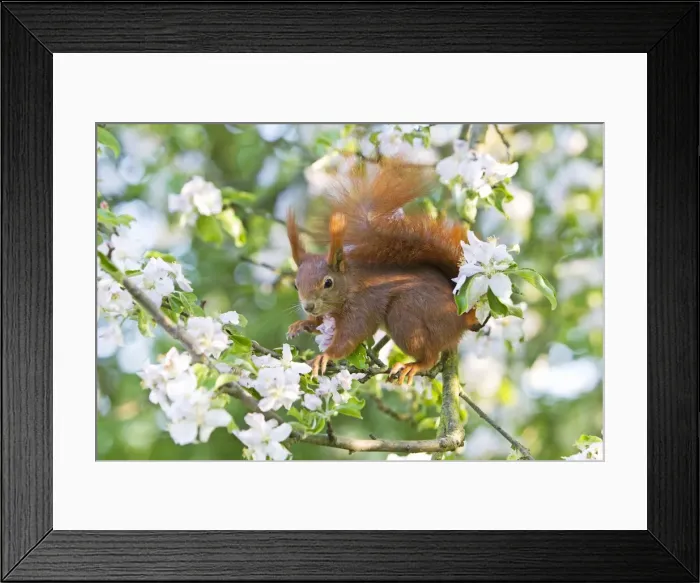 Framed Print : Red Squirrel - sitting in apple tree amongst blossom - in garden - Lower Saxony - Germany