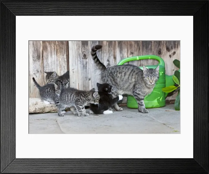 Framed Print : Cat - mother with four kittens in front of garden shed - Lower Saxony - Germany Framed Print : Cat - mother with four kittens in front of garden shed - Lower Saxony - Germany